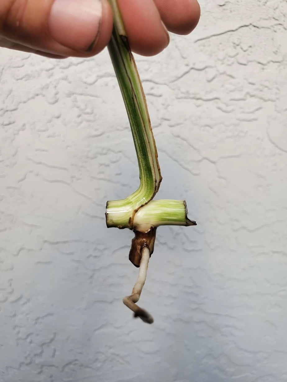 Monstera Albo Variegated Mid Cut US Grown - Image 17