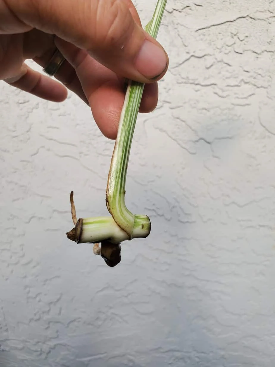 Monstera Albo Variegated Mid Cut US Grown - Image 18