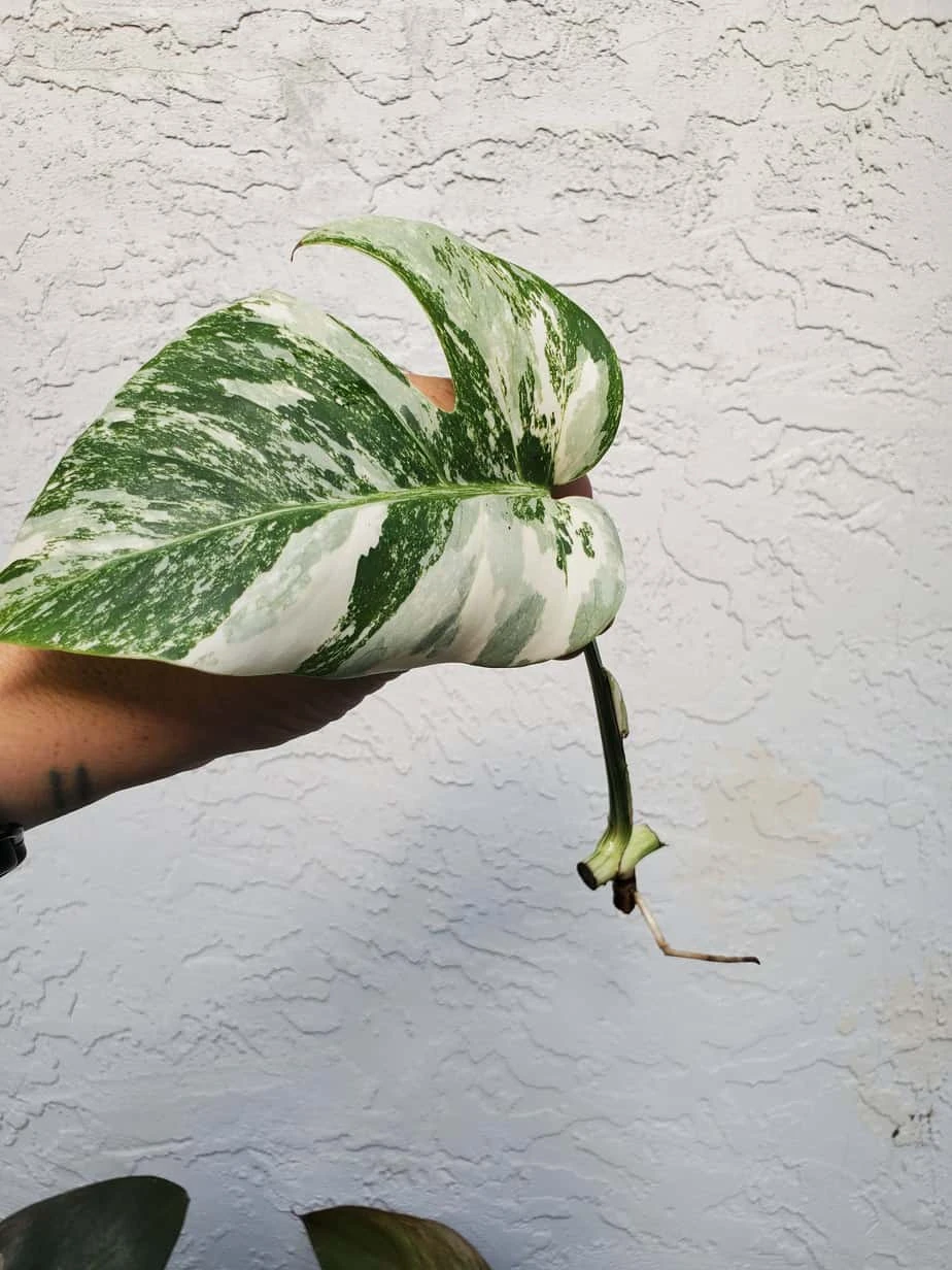 Monstera Albo Variegated Mid Cut US Grown - Image 19