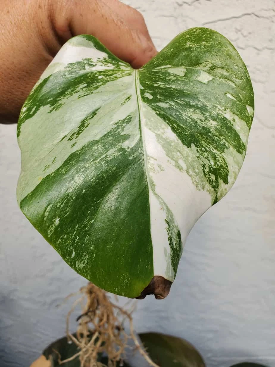 Monstera Albo Variegated Mid Cut US Grown - Image 20