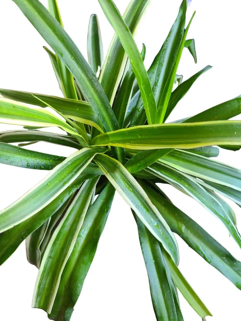 Chlorophytum Comosum Vittatum 'Variegated Spider Plant'