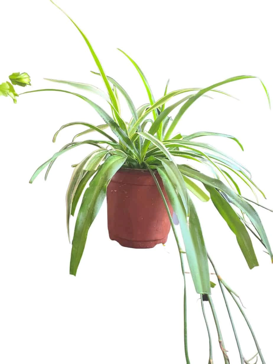 Chlorophytum Comosum Vittatum 'Variegated Spider Plant' - Image 2