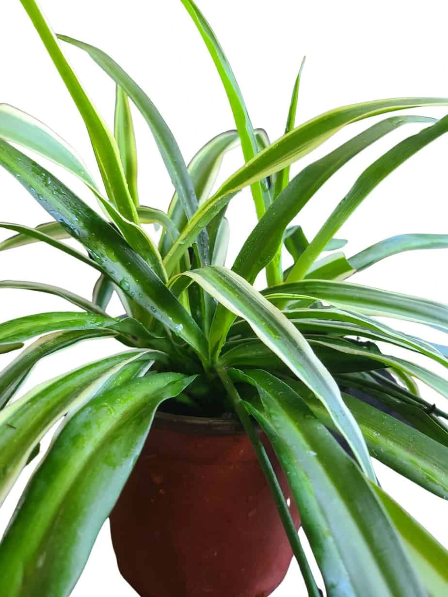 Chlorophytum Comosum Vittatum 'Variegated Spider Plant' - Image 3