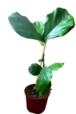 Fiddle Leaf Fig