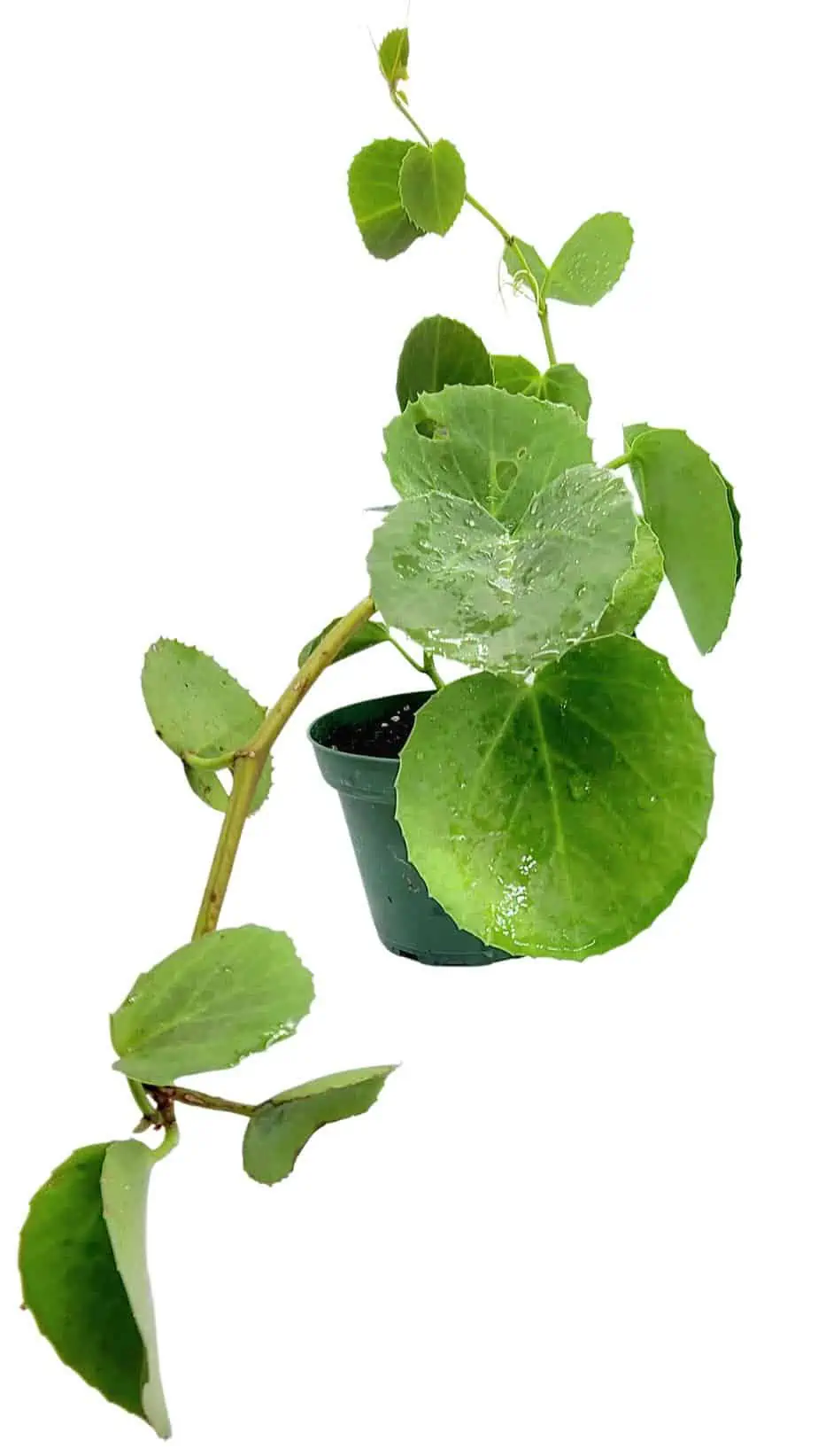 Peruvian Wax Grape Ivy