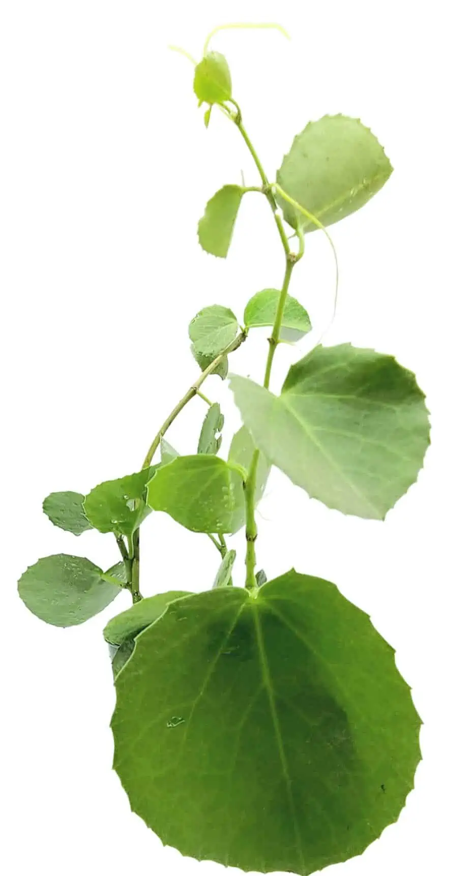 Peruvian Wax Grape Ivy - Image 3