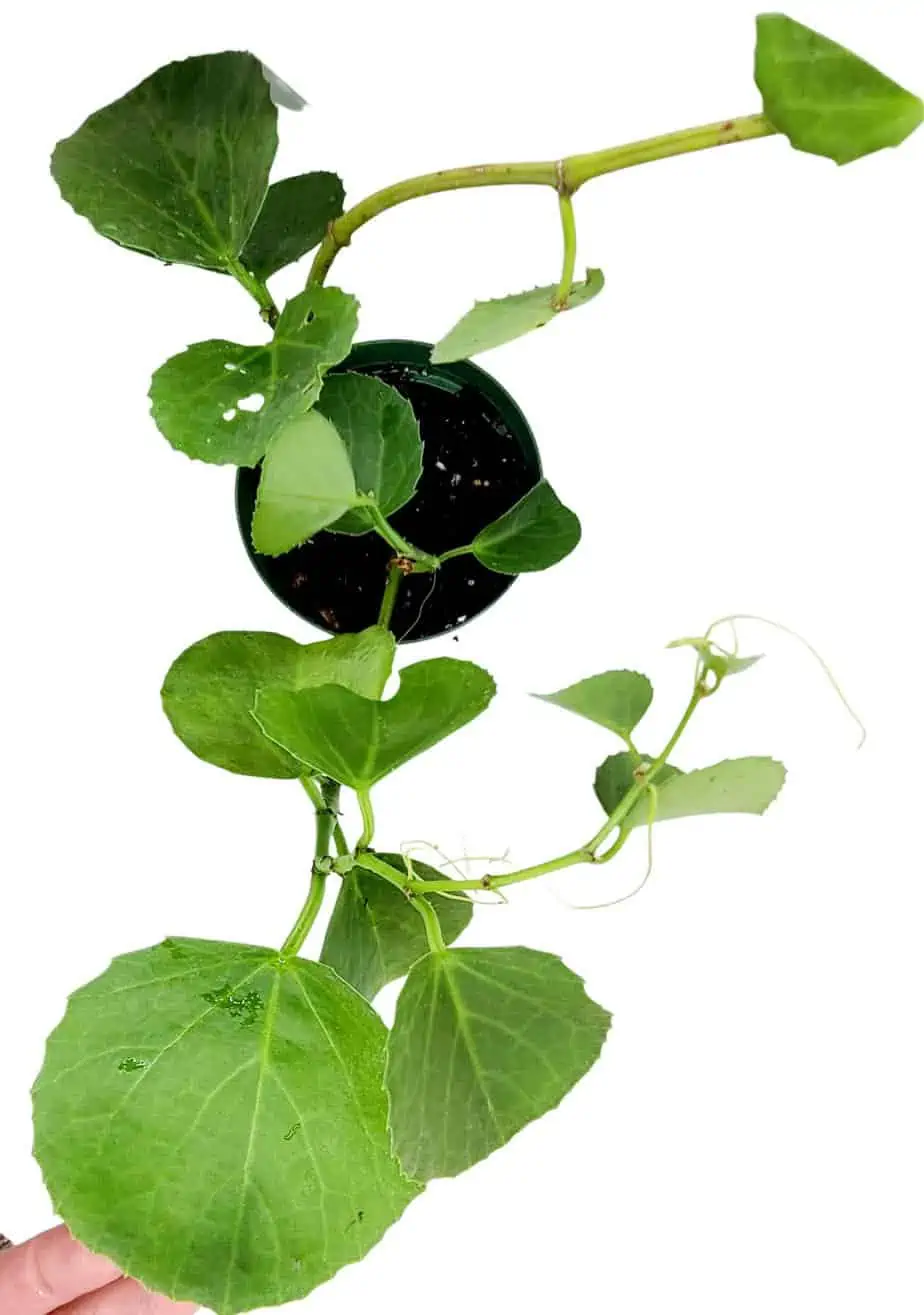 Peruvian Wax Grape Ivy - Image 2