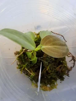 Melanochrysum Philodendron