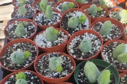 Penis Cactus | Trichocereus Bridgesii Monstrose| Rare Cactus