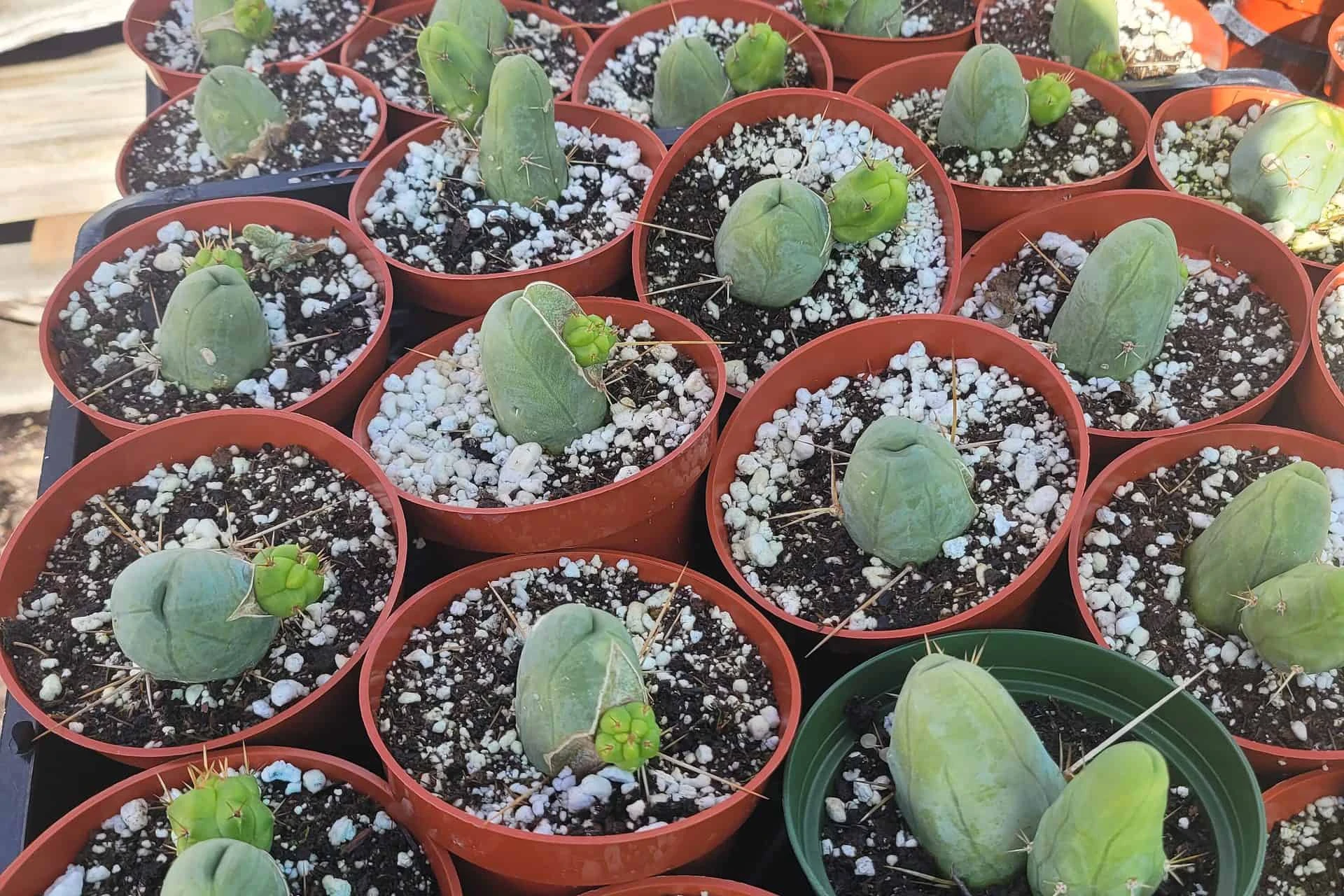 Penis Cactus | Trichocereus Bridgesii Monstrose| Rare Cactus