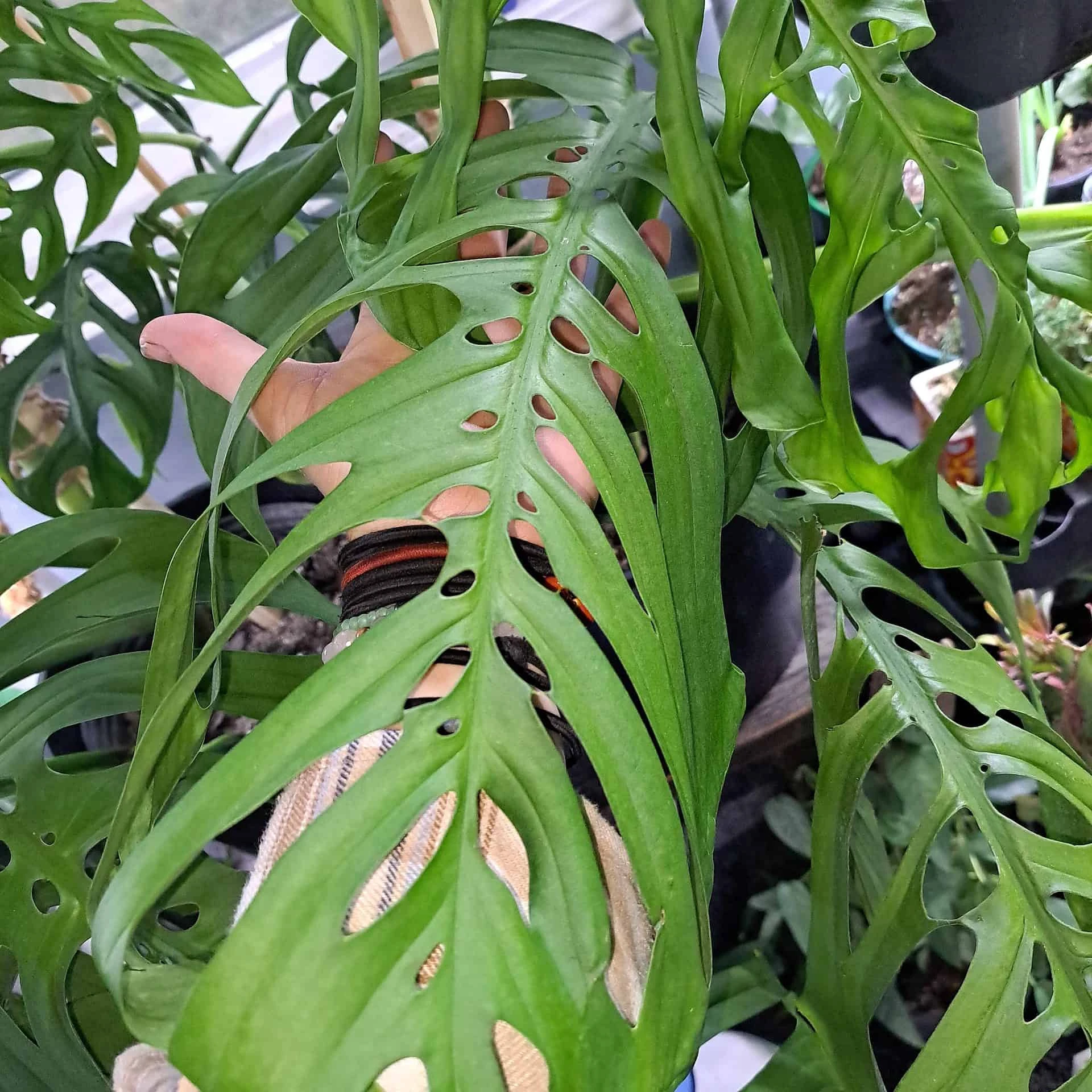 Monstera Esqueleto Node - Image 4