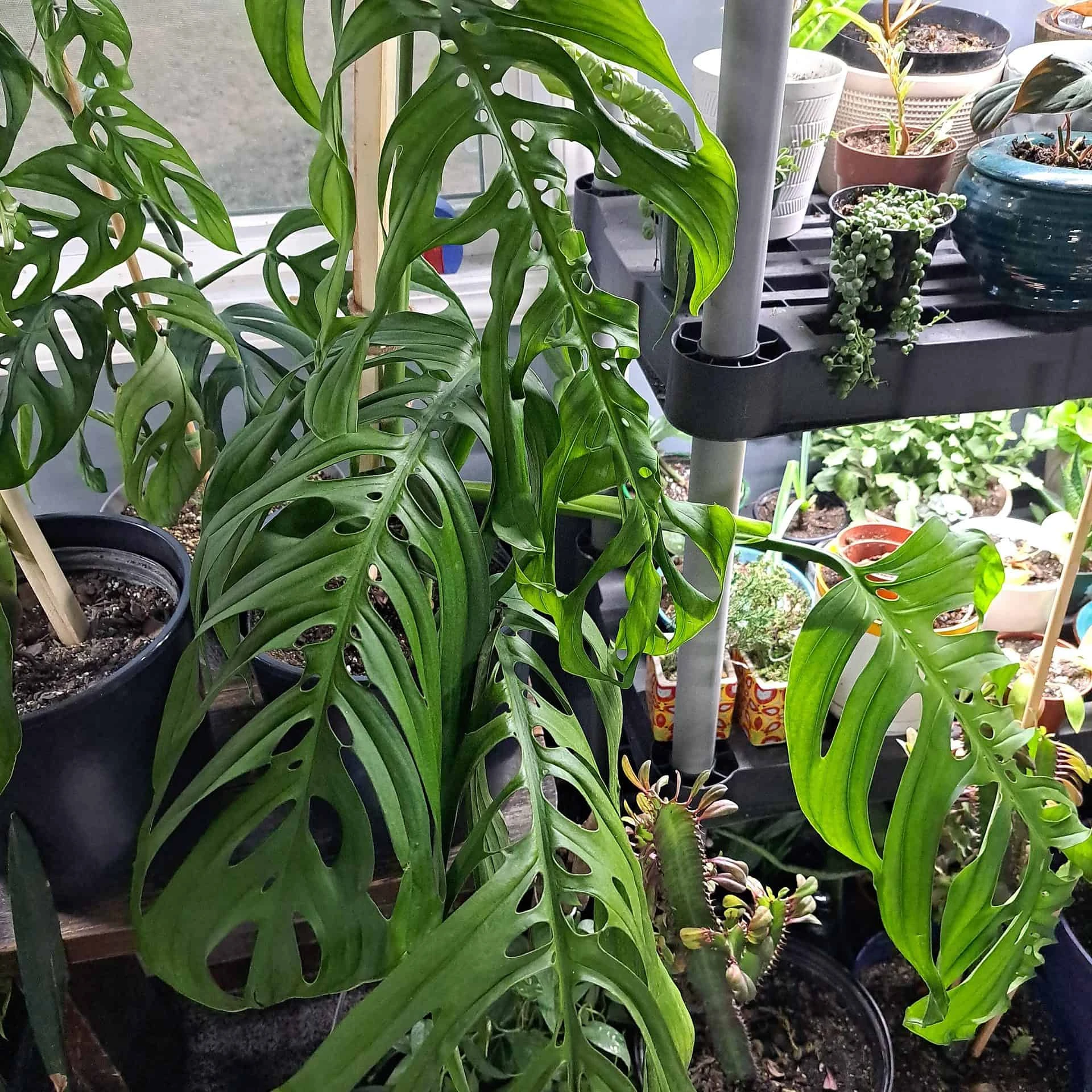 Monstera Esqueleto Node - Image 5