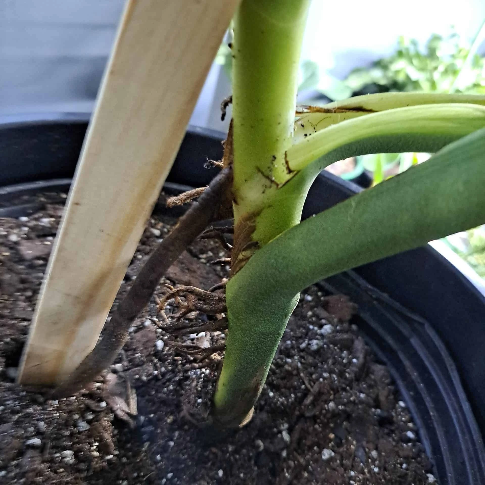 Monstera Esqueleto Node - Image 3