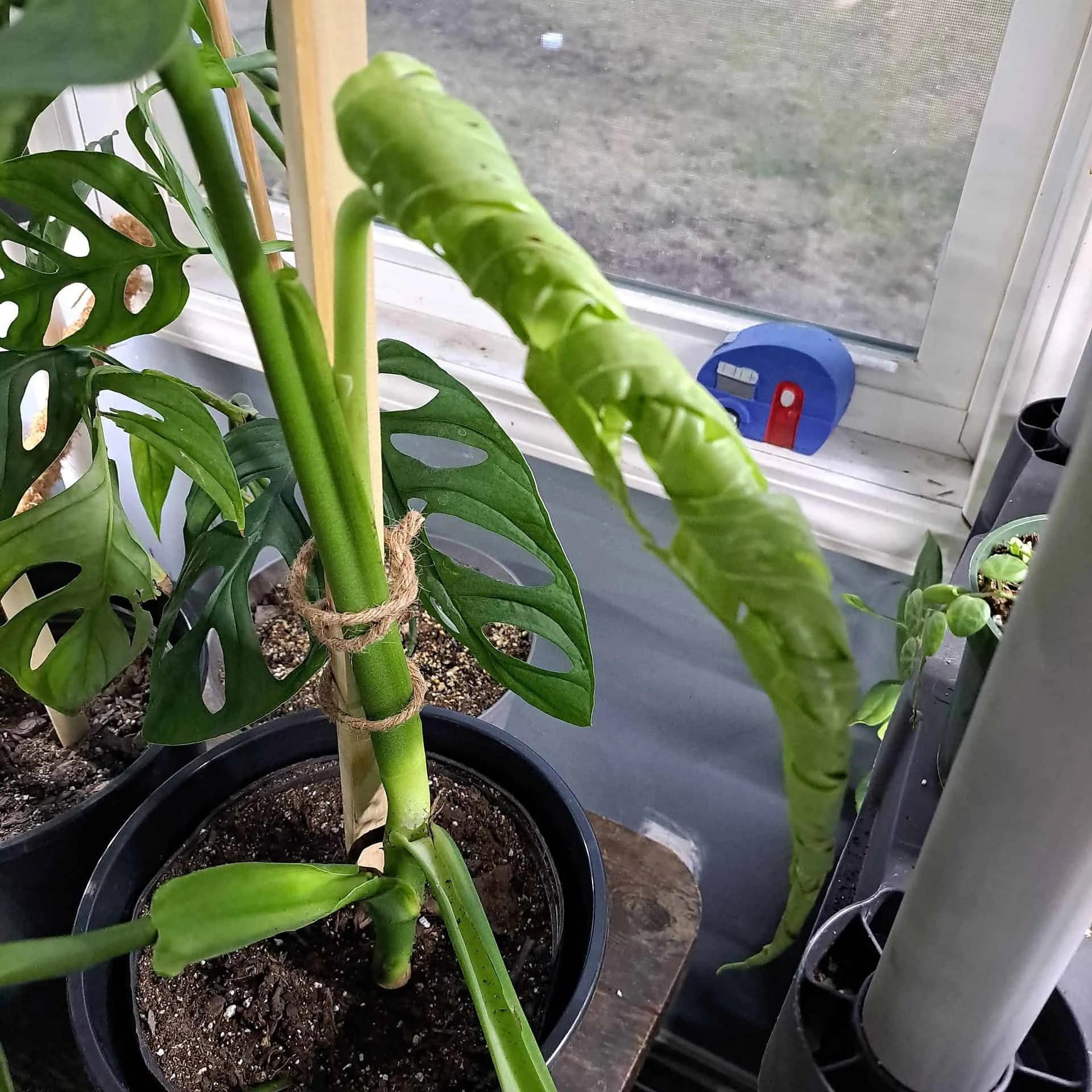 Monstera Esqueleto Node - Image 2