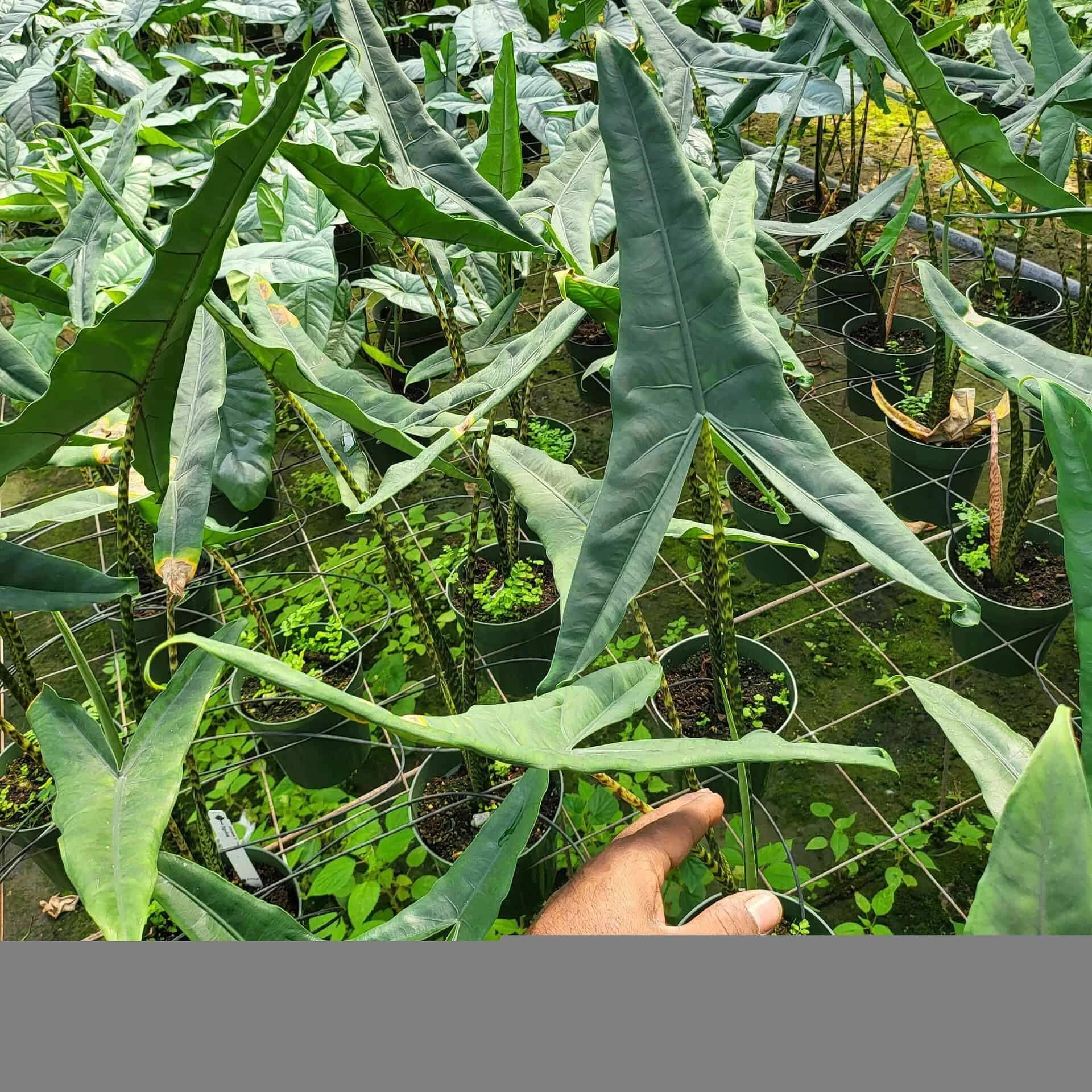 Alocasia Tigrina (Growers Choice)