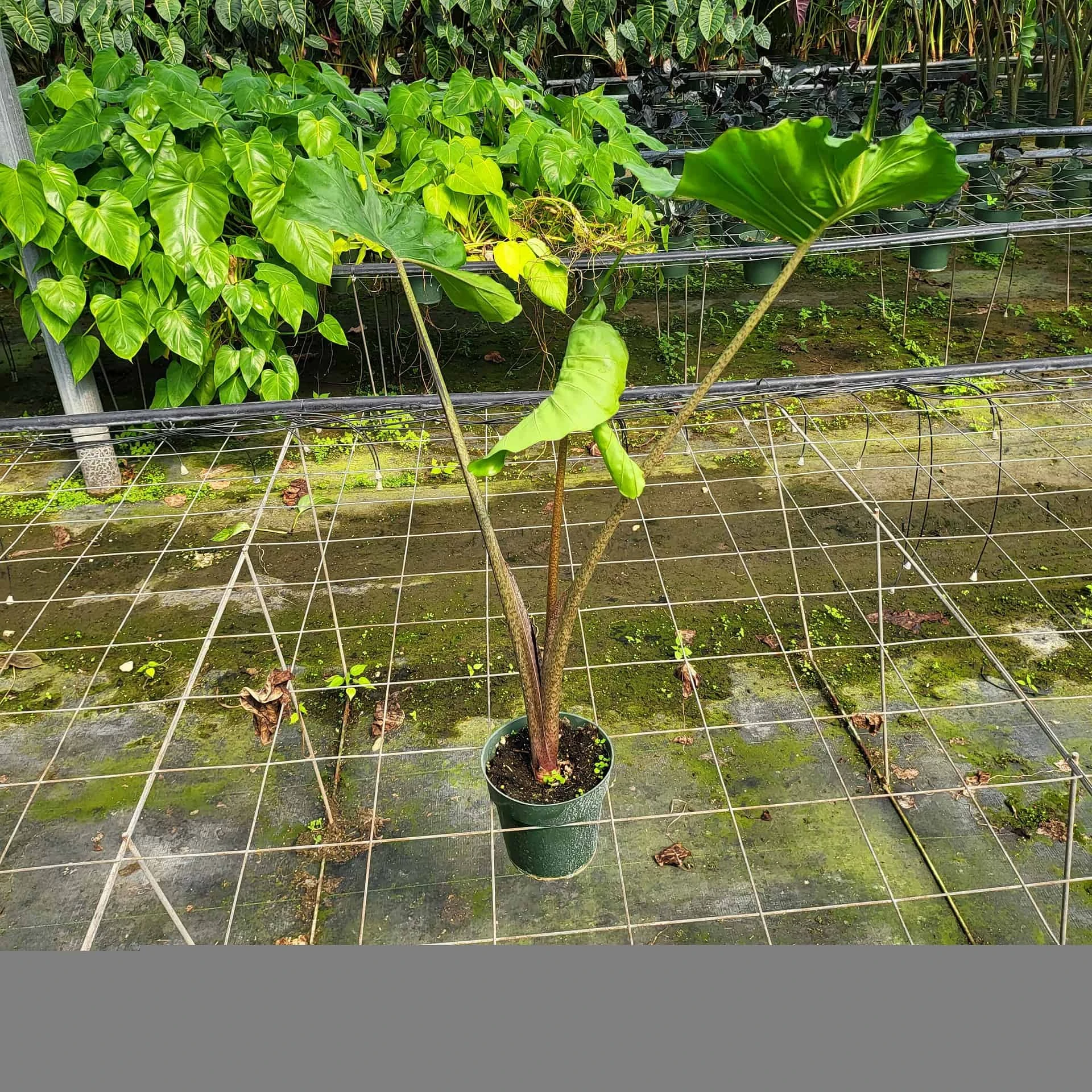 ALOCASIA STINGRAY (GROWERS CHOICE) - Image 2
