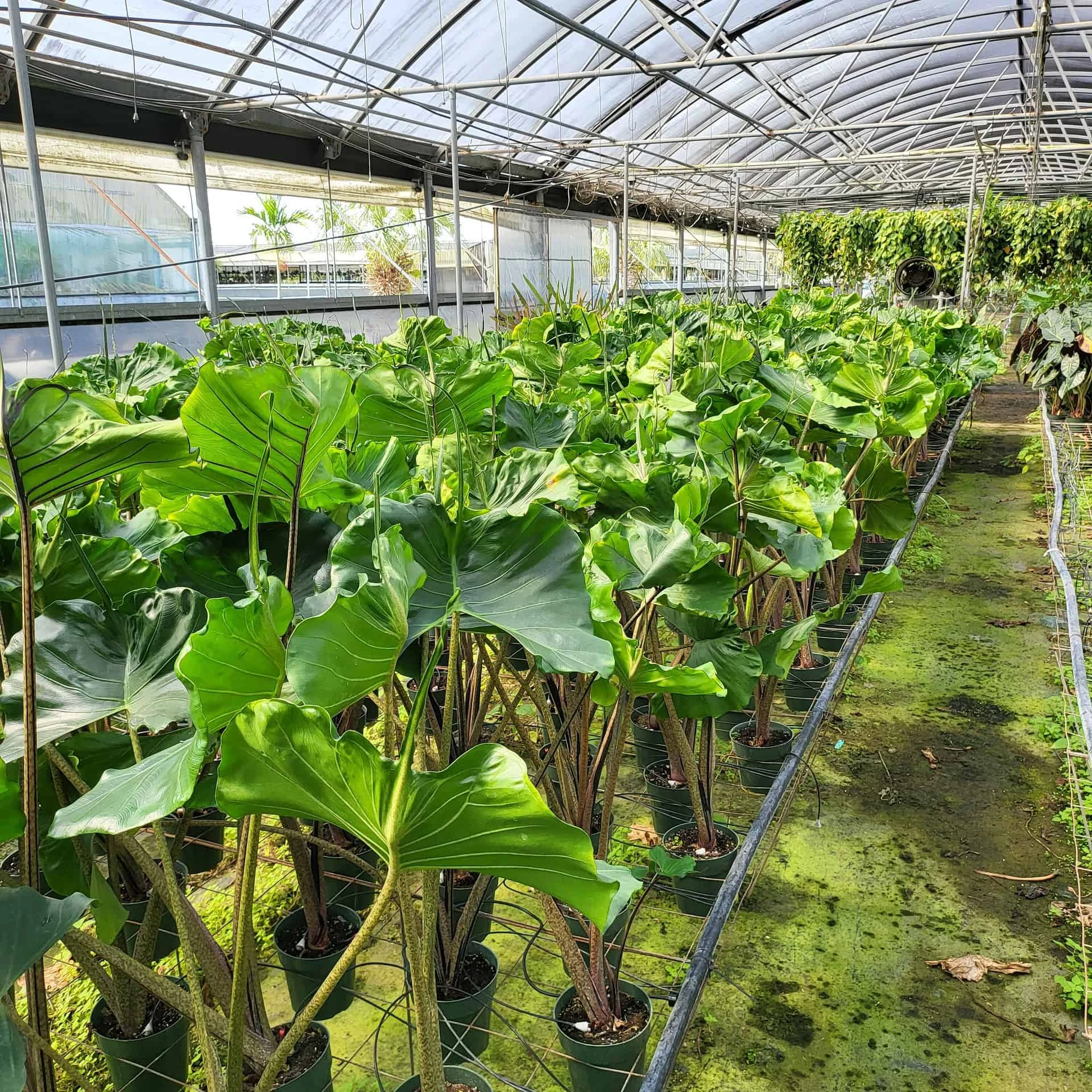 ALOCASIA STINGRAY (GROWERS CHOICE)