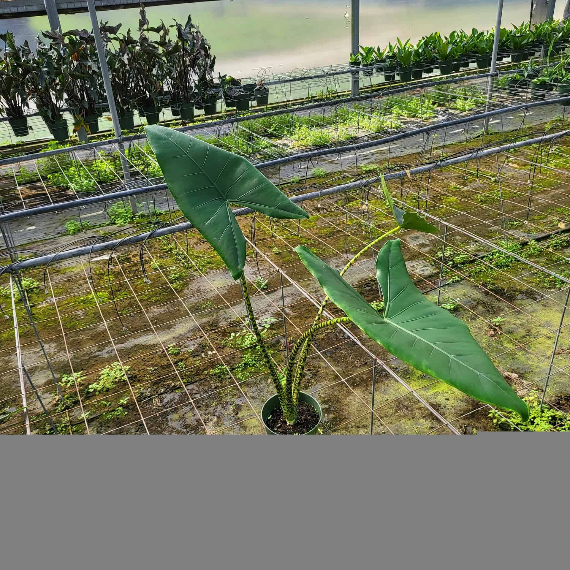 ALOCASIA ZEBRINA (GROWERS CHOICE) - Image 2