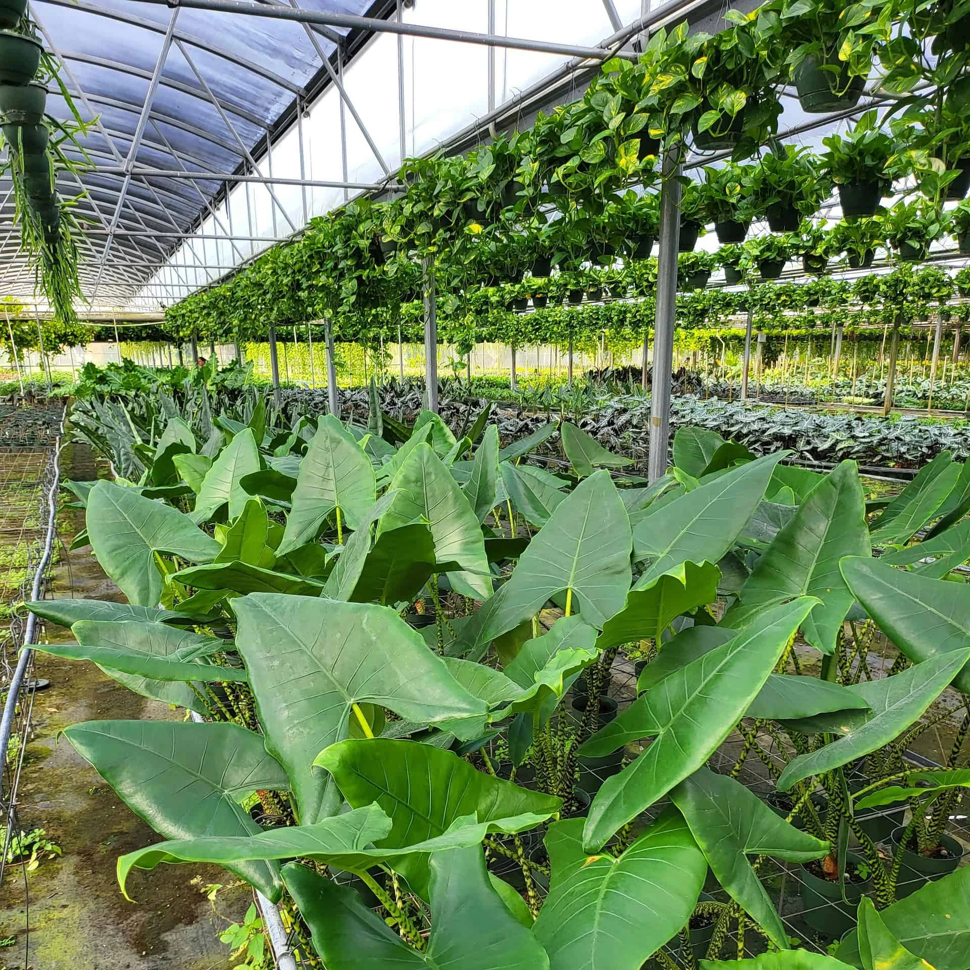 ALOCASIA ZEBRINA (GROWERS CHOICE) - Image 3