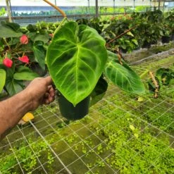 INDONESIAN ANTHURIUM (GROWERS CHOICE)