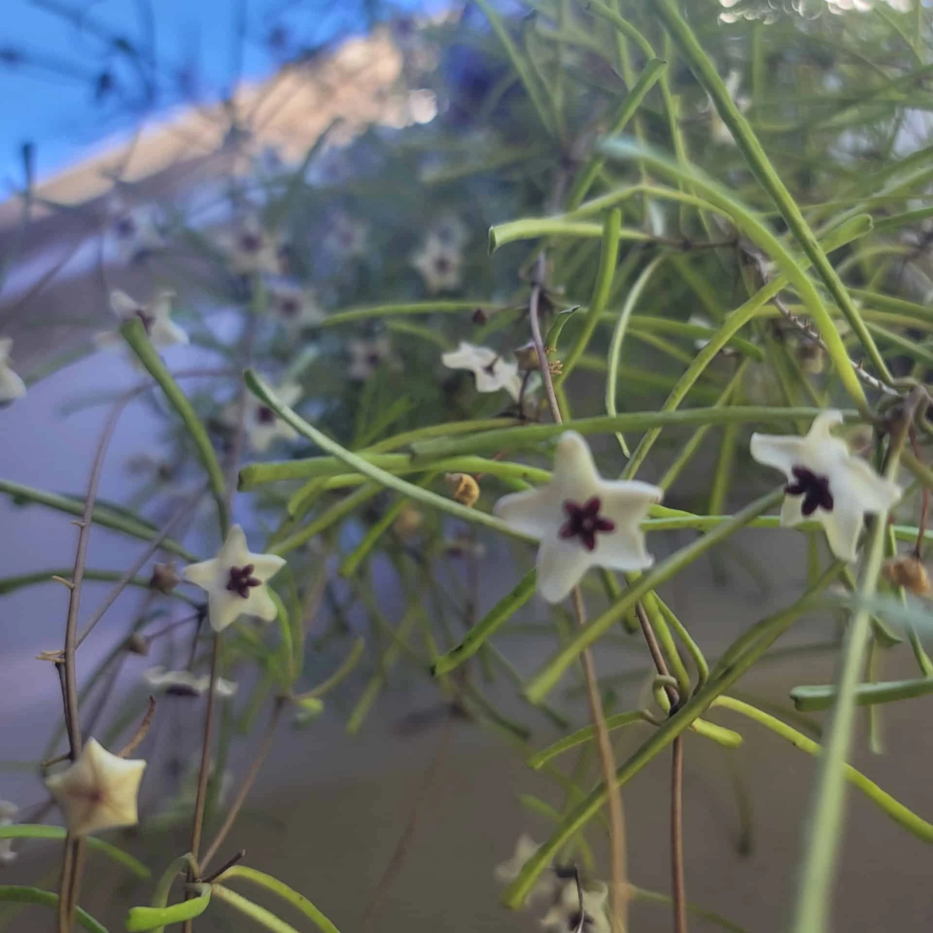 Hoya Retusa - LIVE 4" Potted Plant - Rare Plants - FREE SHIPPING - Image 2