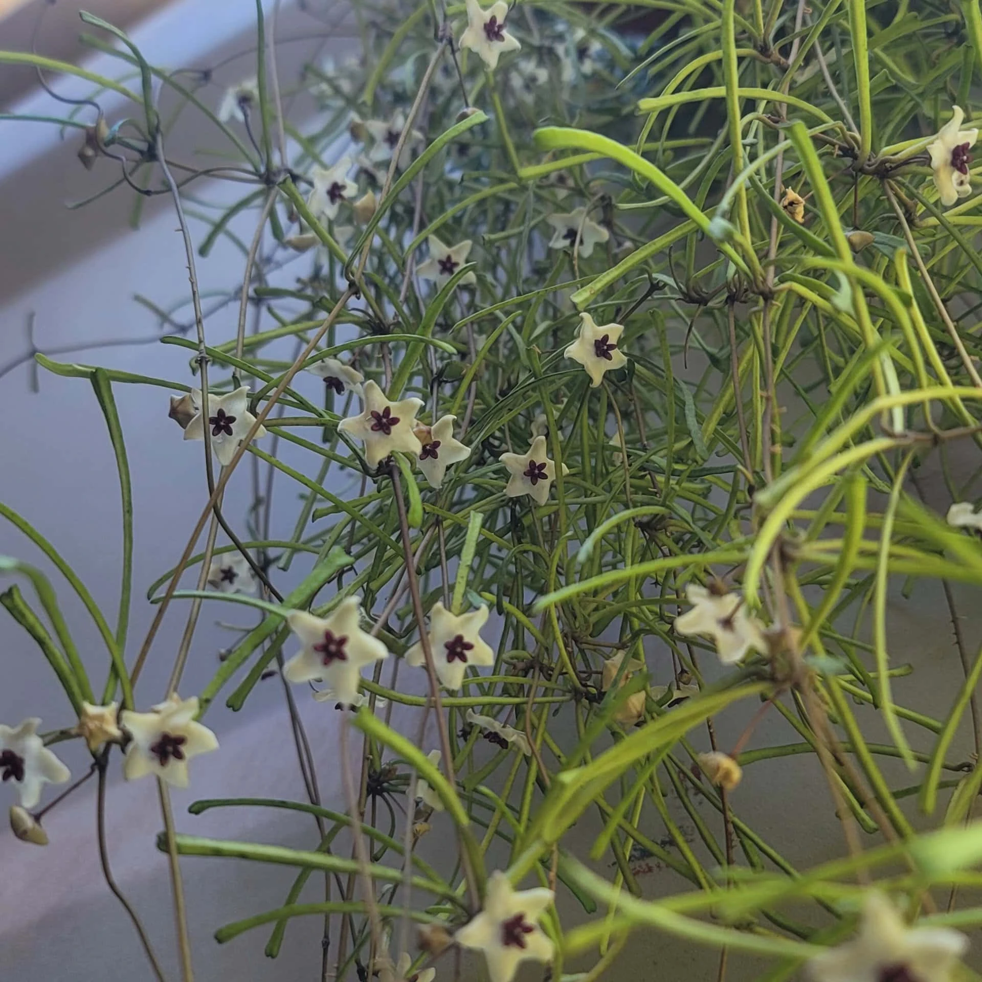 Hoya Retusa - LIVE 4" Potted Plant - Rare Plants - FREE SHIPPING - Image 3