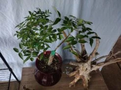 Black Elder (Sambucus Nigra)