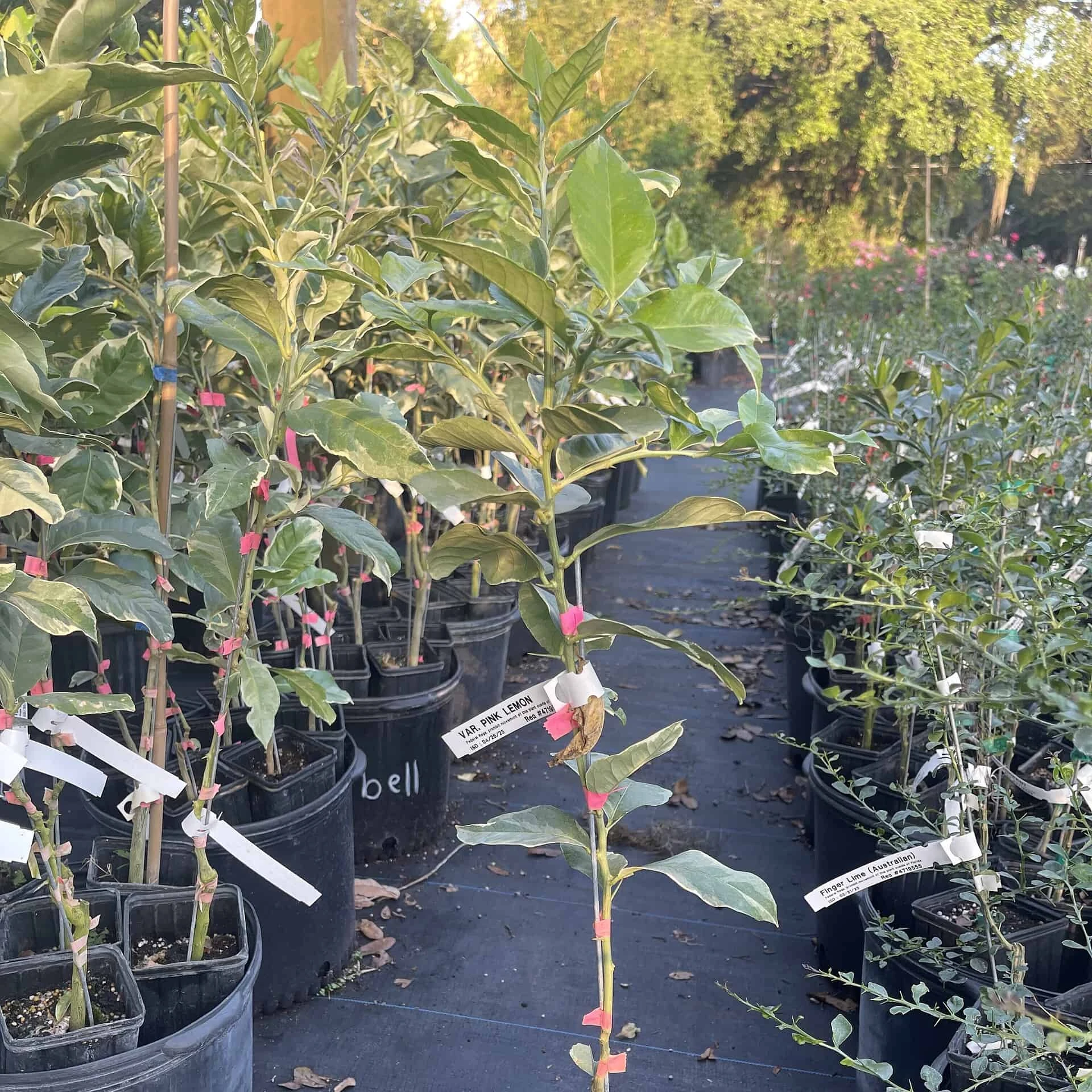 Varigated Pink Lemon Grafted Citrus Tree. 3 Feet Tall