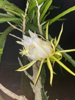 Red Dragon Fruit Fresh Cuttings - 2 Per Order