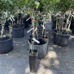 Red Grapefruit Graft Tree 3 Feet Tall. Free Shipping