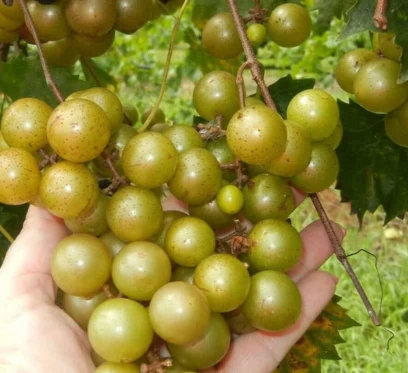 Carlos Scuppernong Muscadine Grape Vine. Harvesting Next Year.