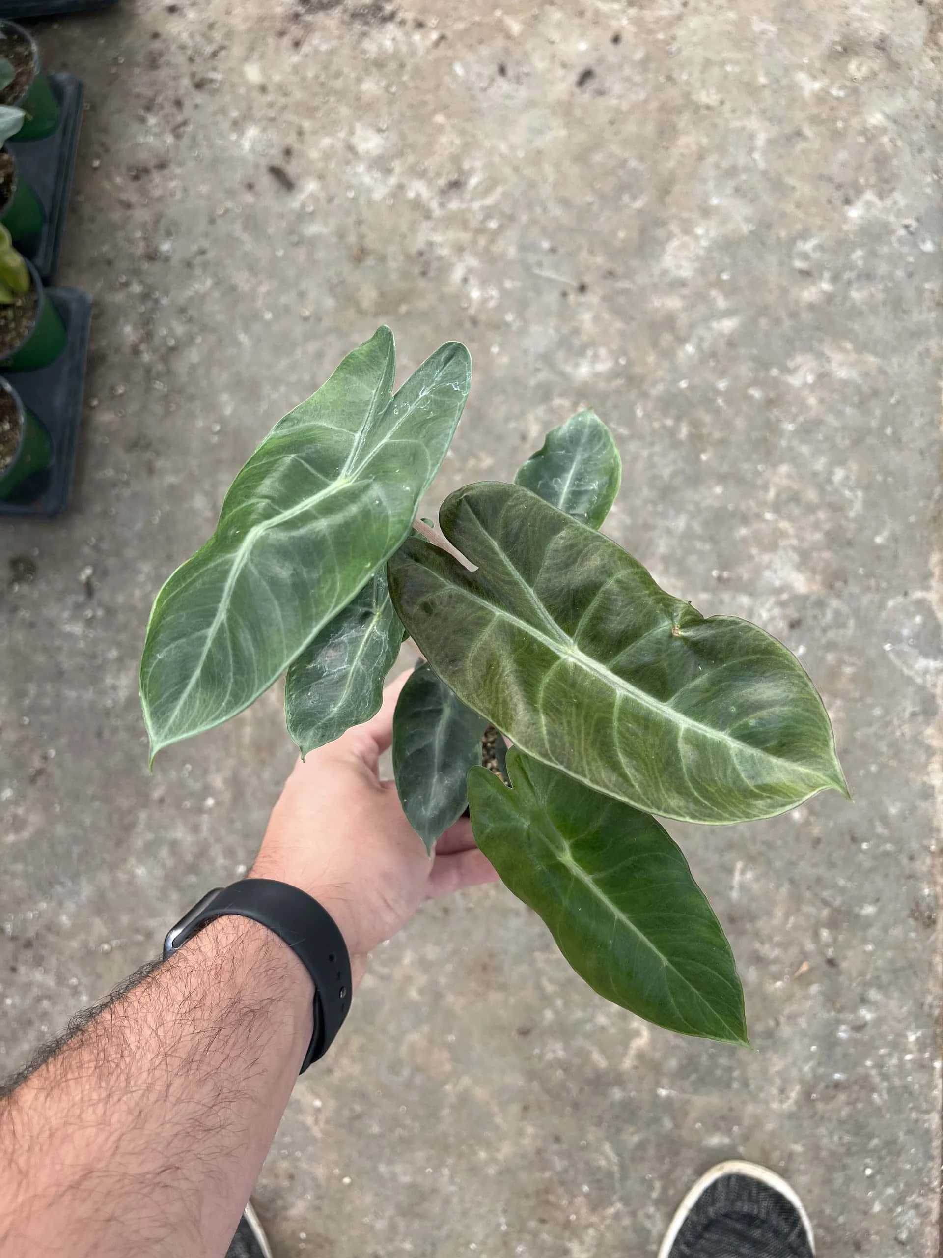 4β Alocasia Pink Dragon - Image 3