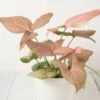 Vibrant Syngonium 'Pink Splash' - Stunning Variegated Arrowhead Plant For Indoor Decor | 4-inch Pot