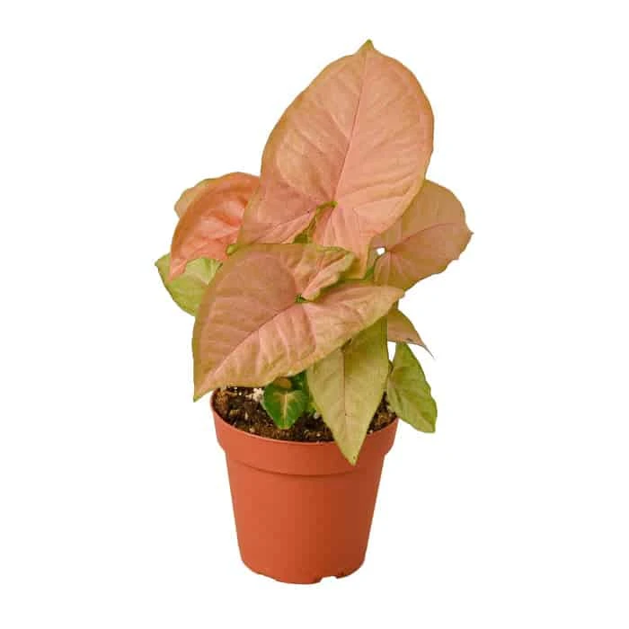 Syngonium Strawberry | Easy Care Pink Arrowhead Plant | 4-inch Pot