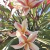 Rare Plumeria, Madame Poni, 15+ In Cutting