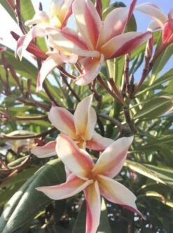 Rare Plumeria, Madame Poni, 15+ In Cutting