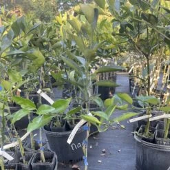 Navel Orange Grafted Citrus Tree. 3 Feet Tall. Free Shipping