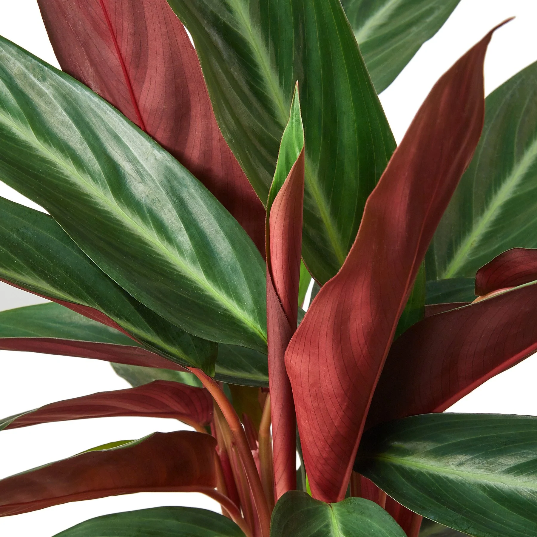 Stromanthe Triostar | Stromanthe Sanguinea | Exotic Houseplant - Image 5