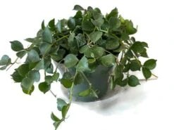 Beautiful Hoya Curtisii In A 4 Inch Pot! Blooms Are Amazing!