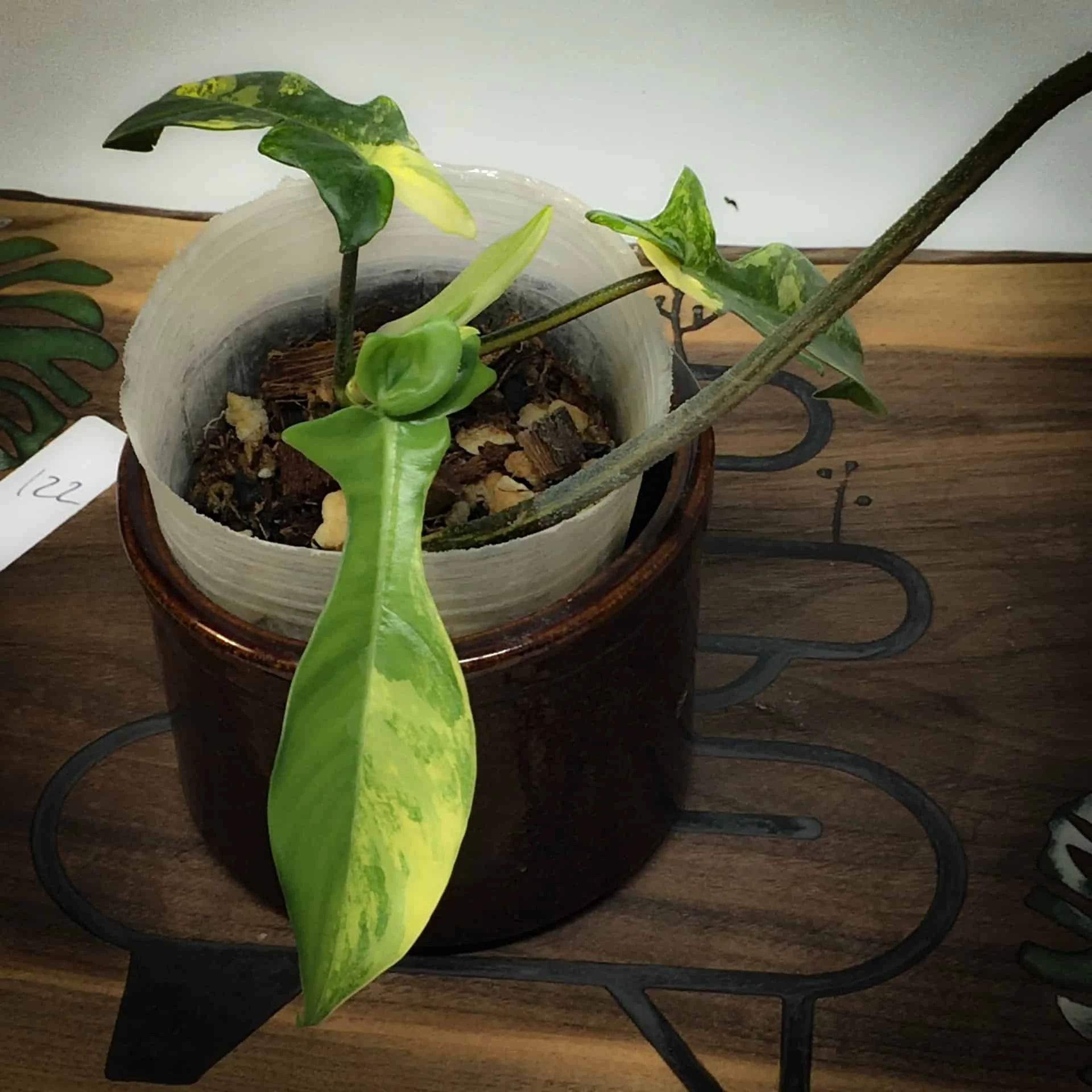 Philodendron Florida Beauty Variegated - Image 3