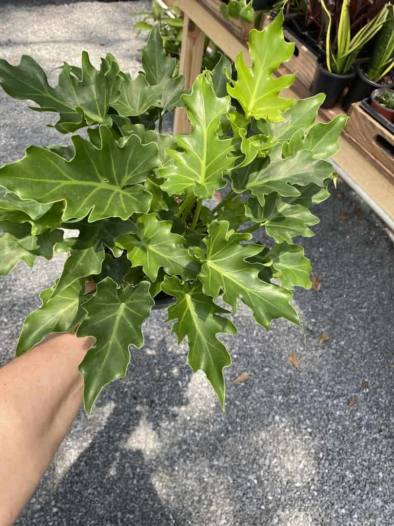 Philodendron Selloum Little Hope 6" Pot Live Plant - Image 8