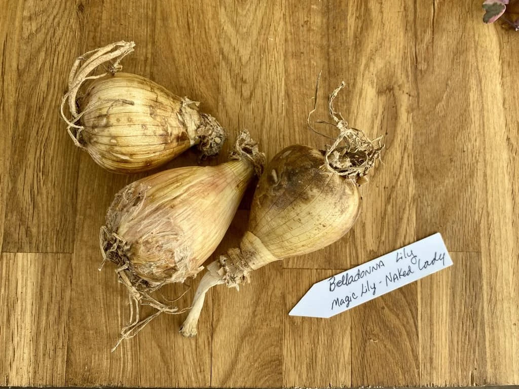 Lily Spider Belladonna Or Magic Lily Naked Lady - Image 2