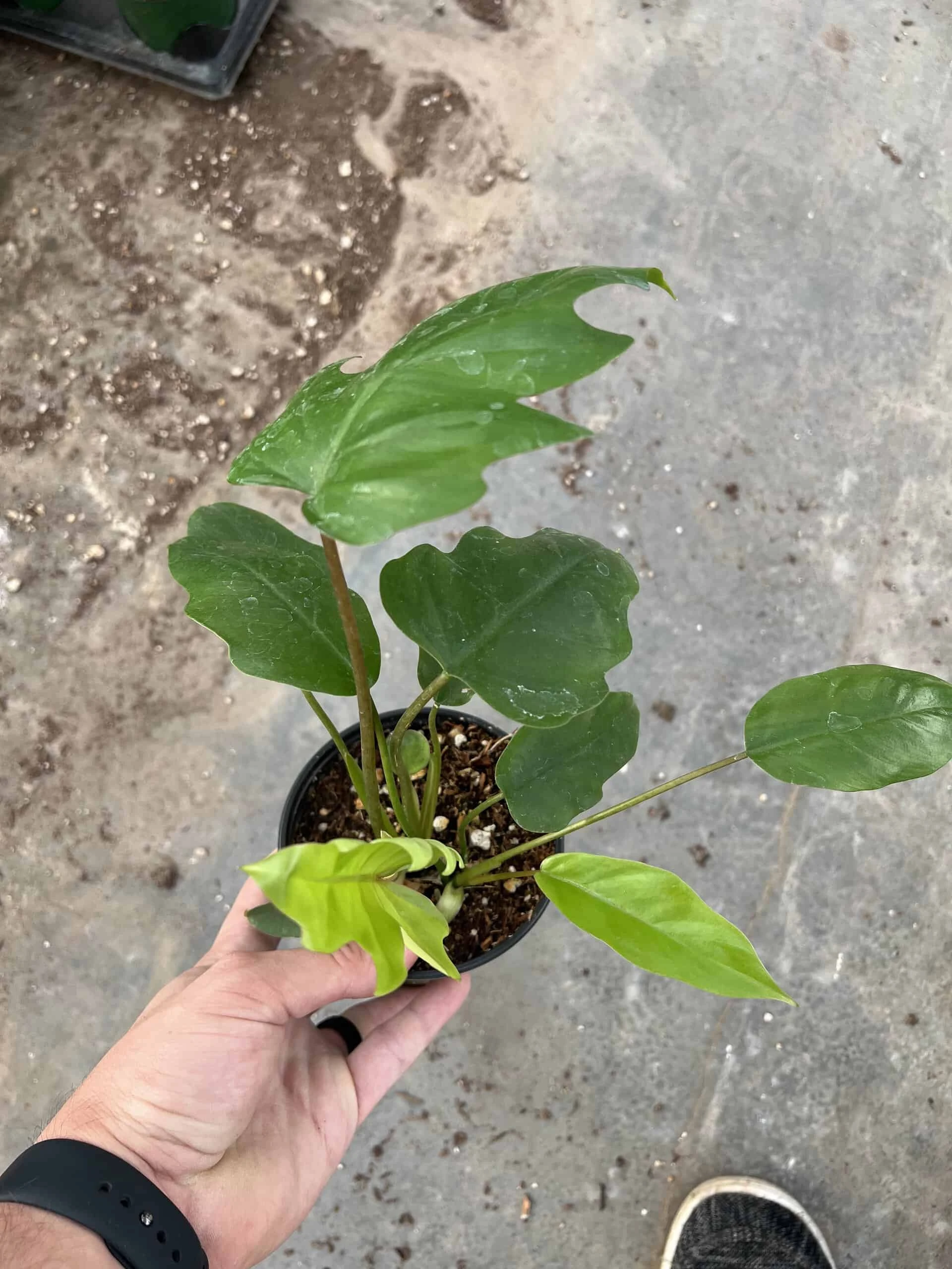 4” Philodendron Mayoi - Image 2