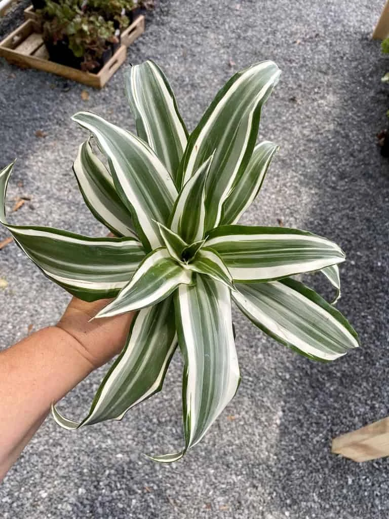 Dragon Tree Or Dracaena Warneckii White Jewel 4" Pot Live Plant - Image 7