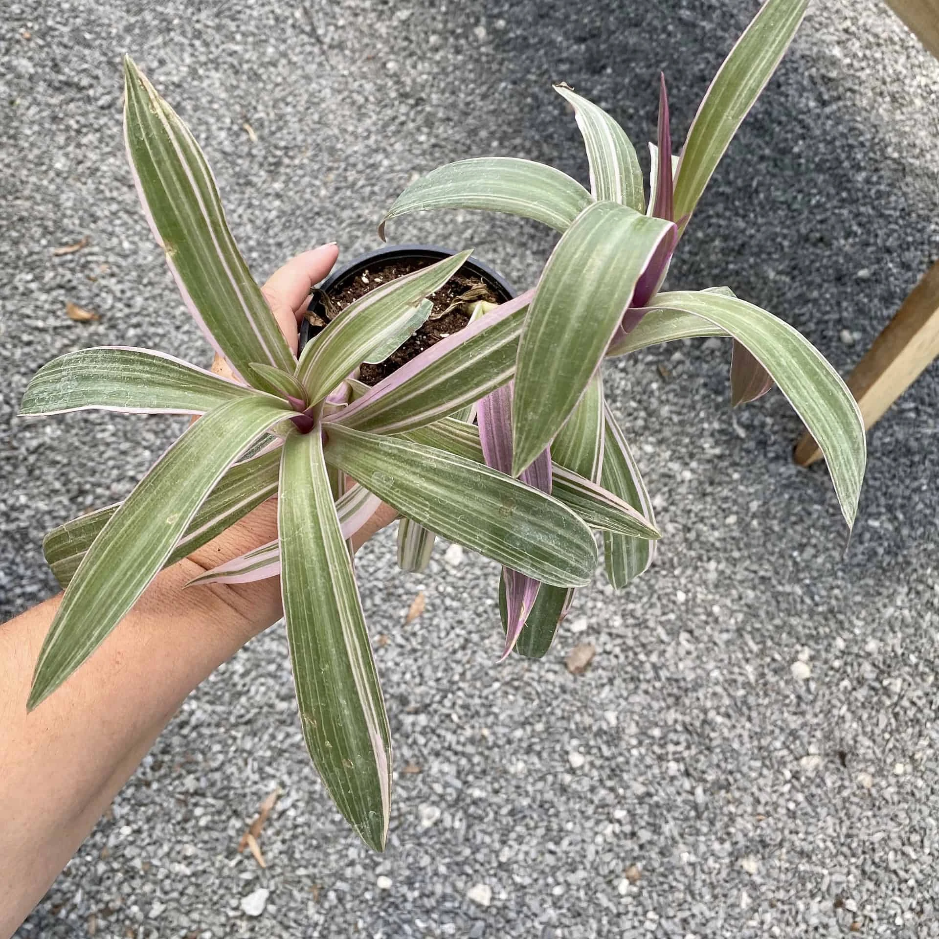 Oyster Plant Tradescantia Spathacea Moses In The Cradle 4" Pot Li - Image 3