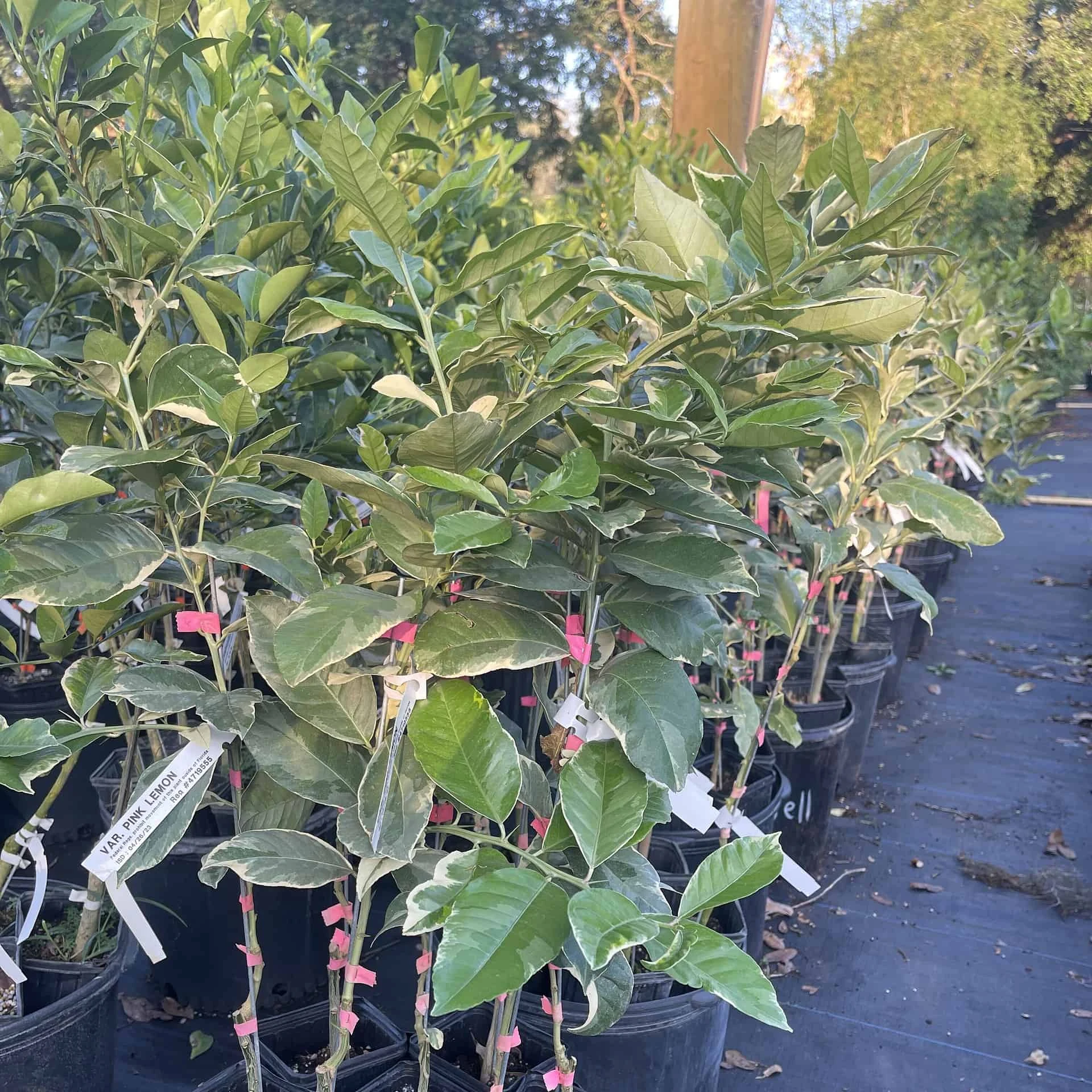 Varigated Pink Lemon Grafted Citrus Tree. 3 Feet Tall - Image 2