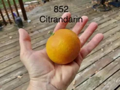 852 Citrandarin- Cold Hardy To 5F!