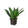 Dracaena 'Janet Craig' - Low Maintenance Tropical Houseplant | 4-inch Pot