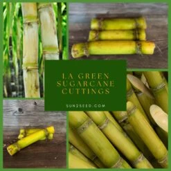 LA Green Sugarcane | Naturally Grown |Natural Sugar Substitute