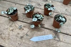 String Of Hearts Ceropegia Woodii Green 2" Pot Live Plant